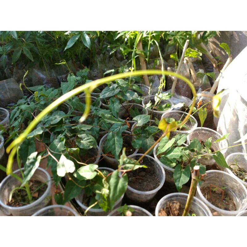 Cây Hà Thủ Ô Đỏ (Giao Đằng, Dạ Hợp)