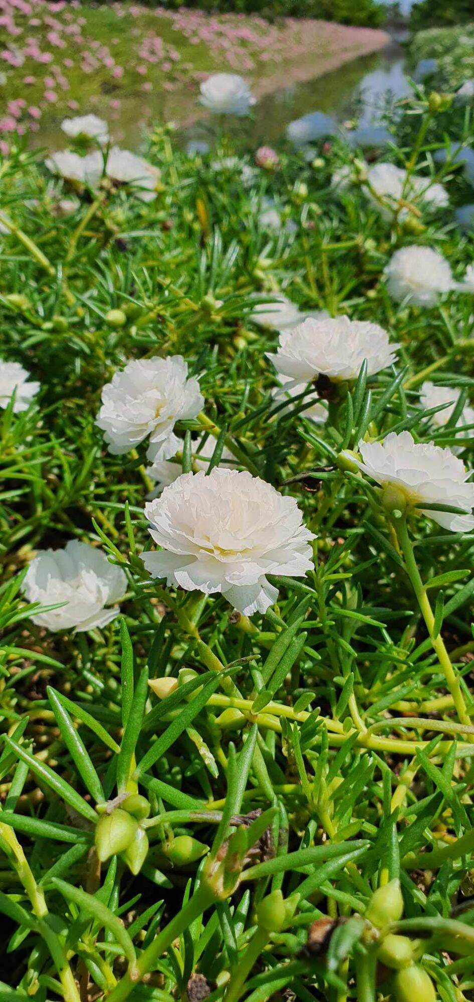 cành hoa mười giờ trắng 1 ký