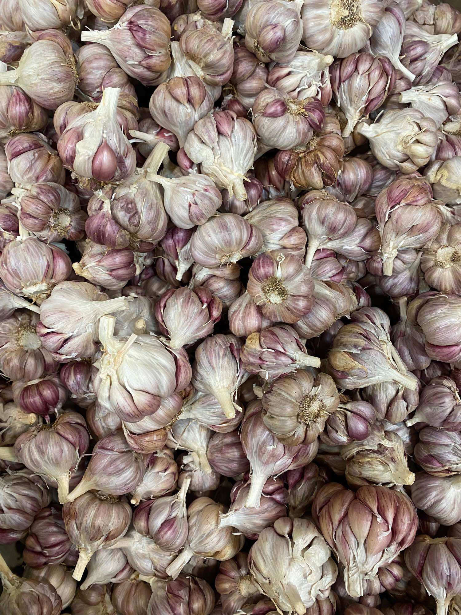 Tỏi tím bắc 1kg hàng loại 1