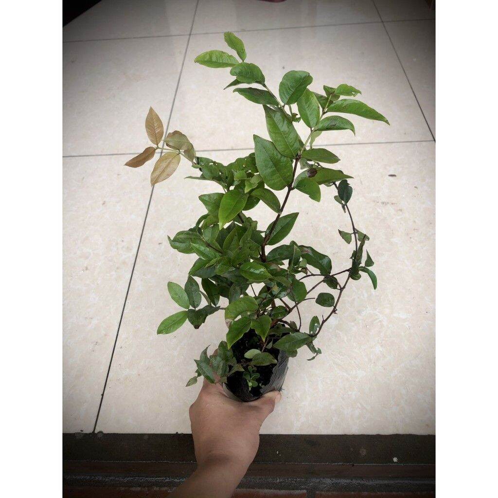Cây nho thân gỗ tứ quý lá lớn