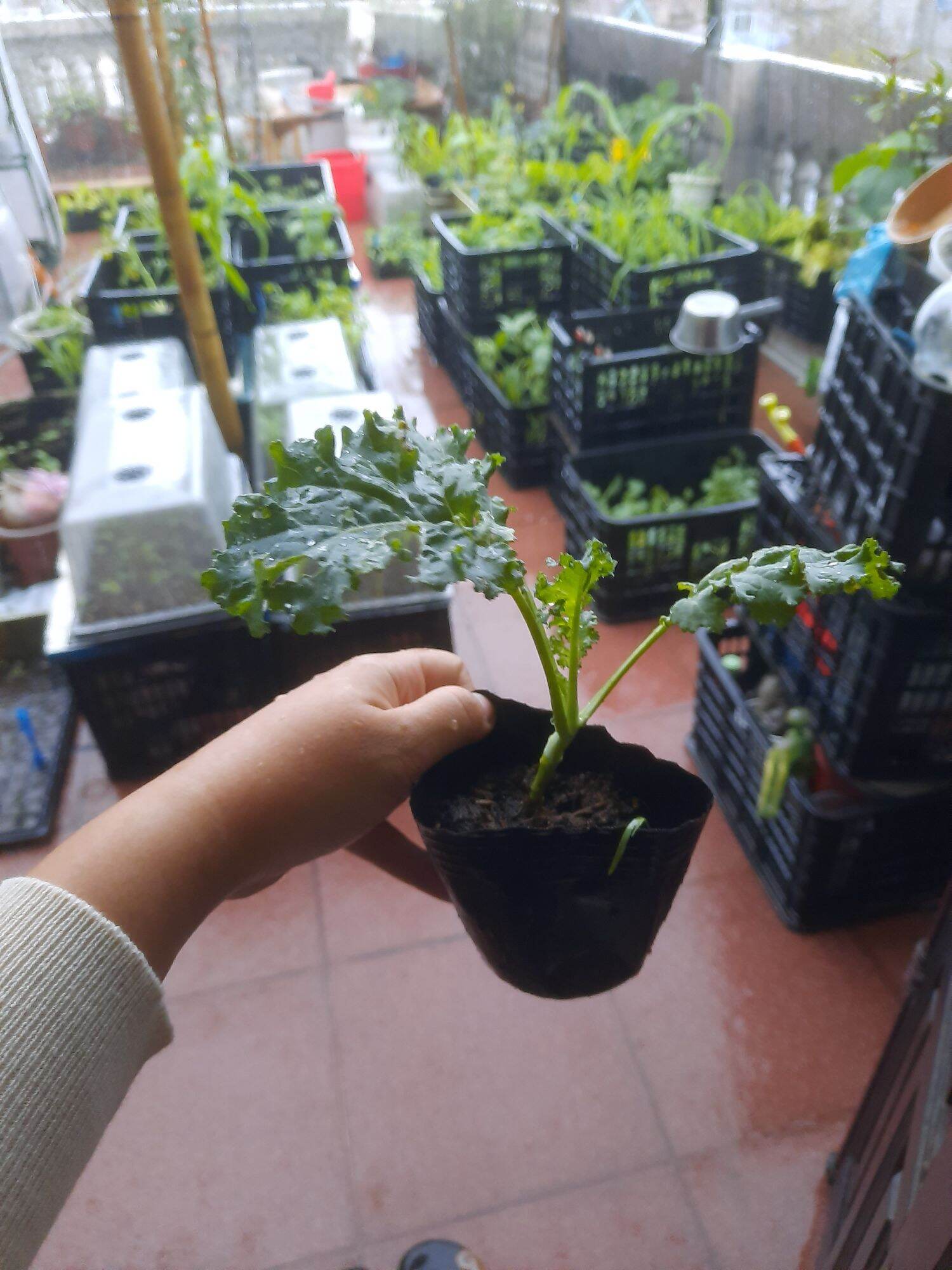Cây giống Cải Kale xoăn xanh