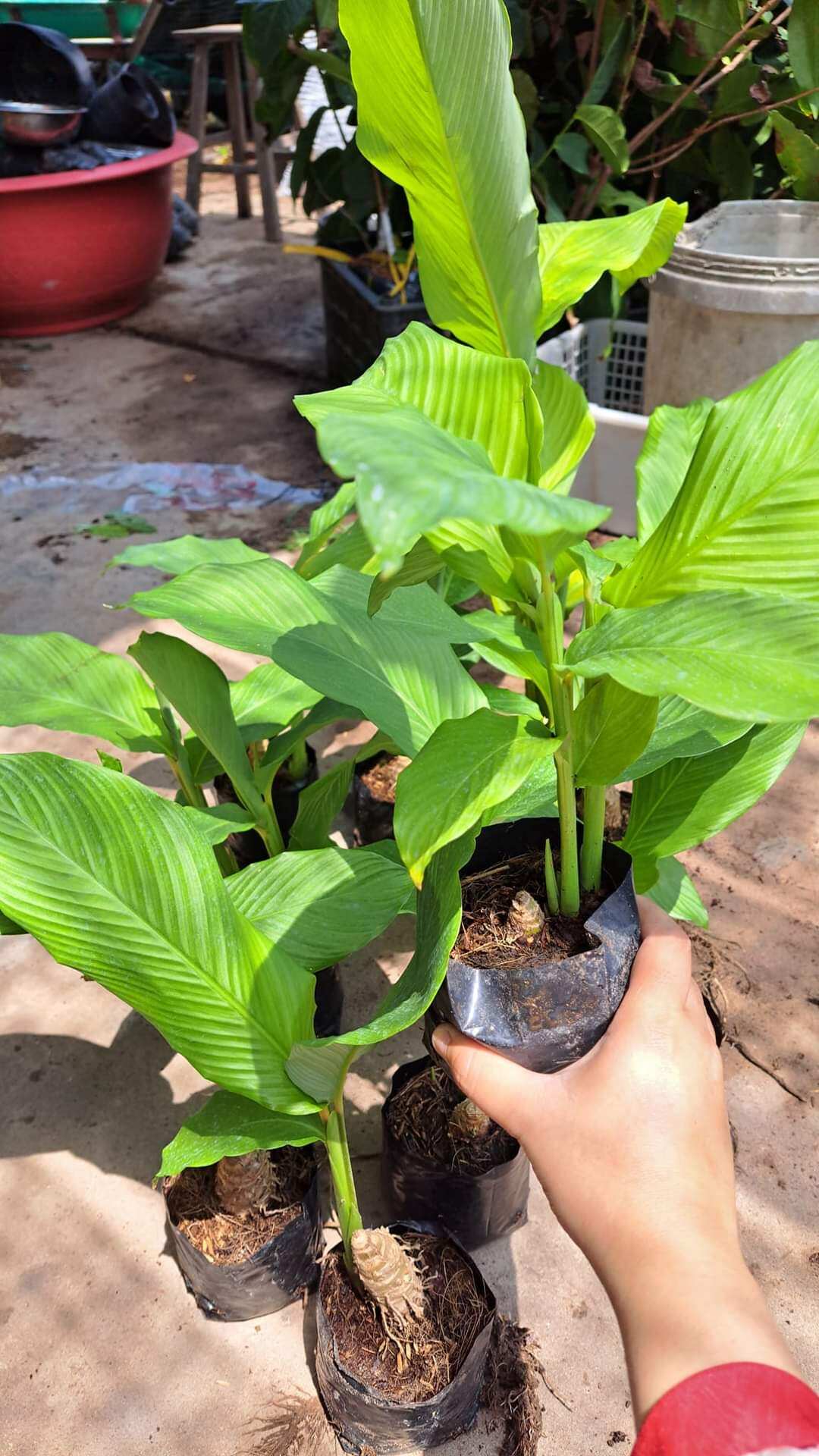5 bầu cây củ lùn để trồng cho nhiều củ