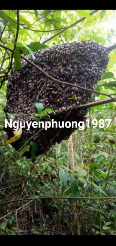 mật ong rừng 450ml (1 chai loại trà xanh như hình)