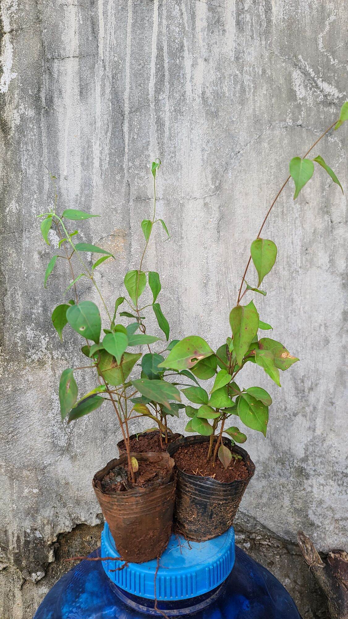 Combo 3 cây lá giang giống.