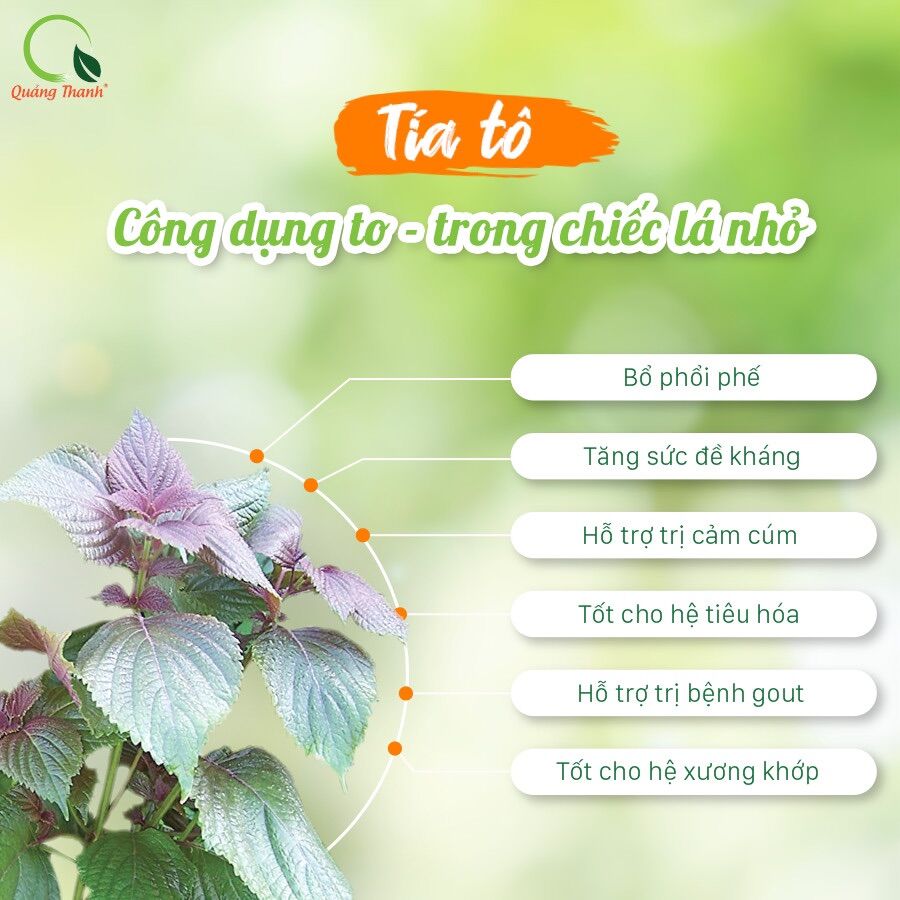BỘT TÍA TÔ SẤY LẠNH QUẢNG THANH (hộp tiện lợi)