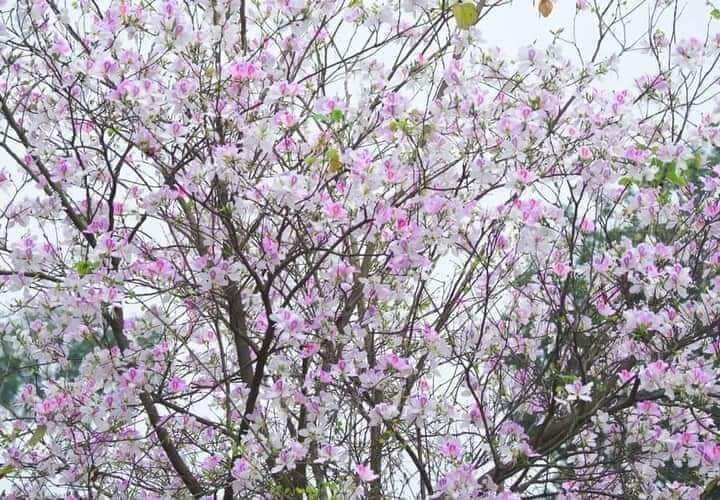 Cây giống hoa ban trắng tây bắc
