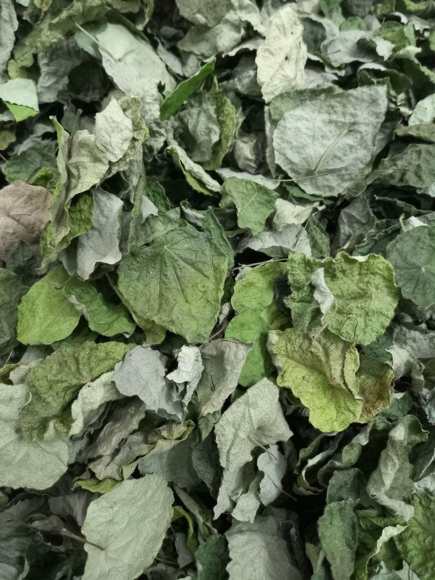 lá sâm lông khô làm Thạch sương sâm( 1Kg )
