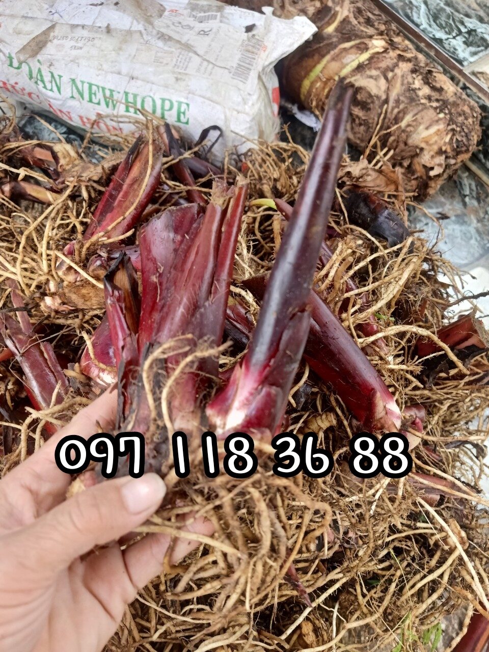 1kg củ giống dong riềng đỏ