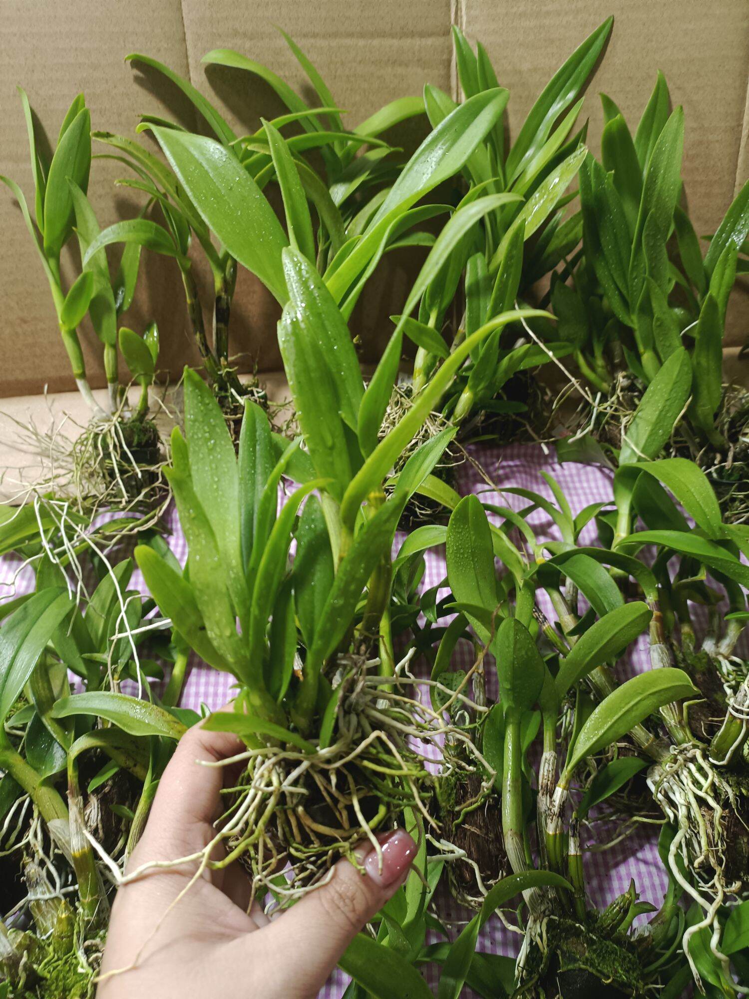 ( sale sale) 10 cây Lan dendro đủ màu