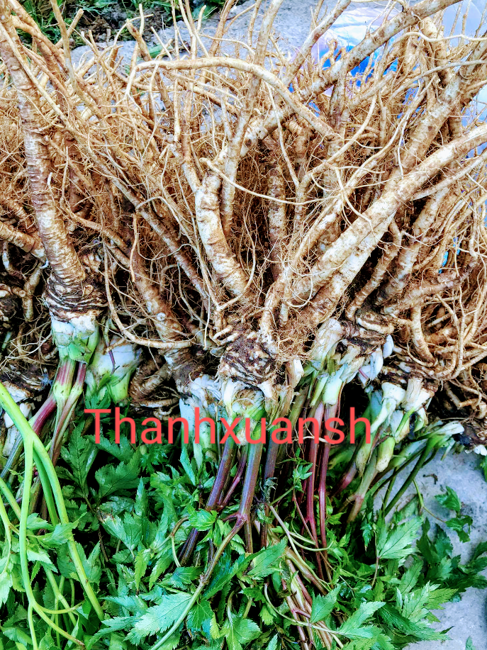 4kg Sâm đương quy tươi Sìn Hồ - Lai Châu