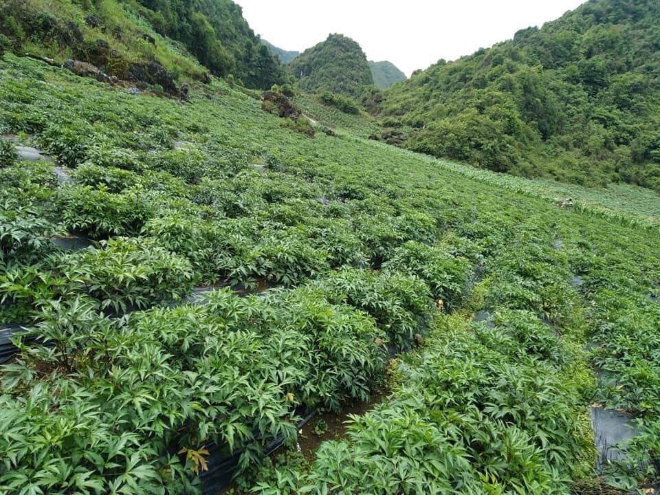 1kg sâm đương quy tươi Tây Bắc