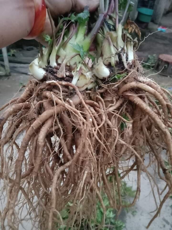 Sâm đương quy tươi ( 150k/3kg)