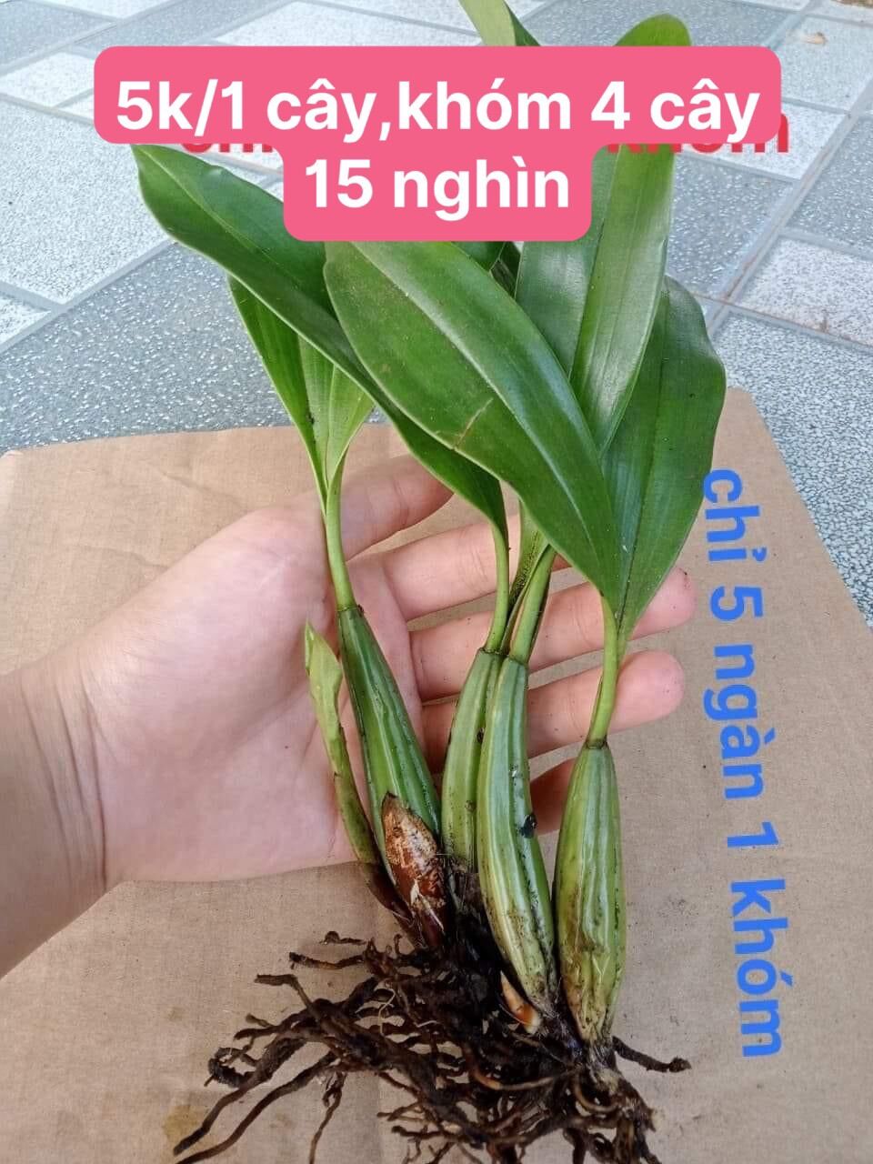 Hoa lan vũ nữ motonia(4 cây) cực thơm vv