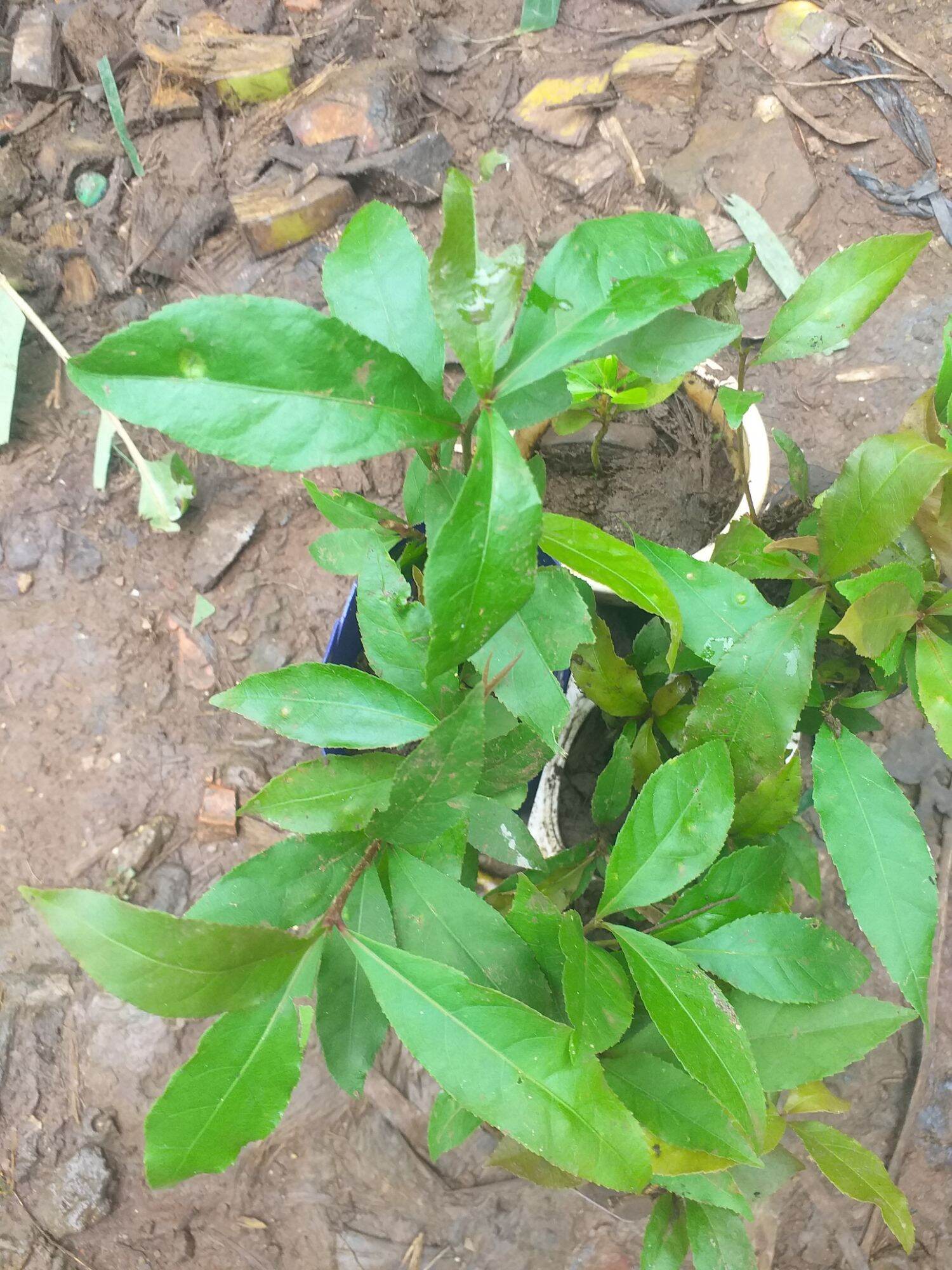 cây Lộc Vừng Đỏ