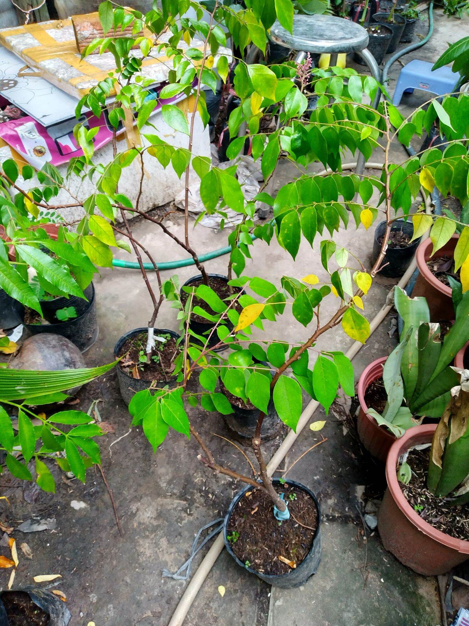 Cây khế ngọt