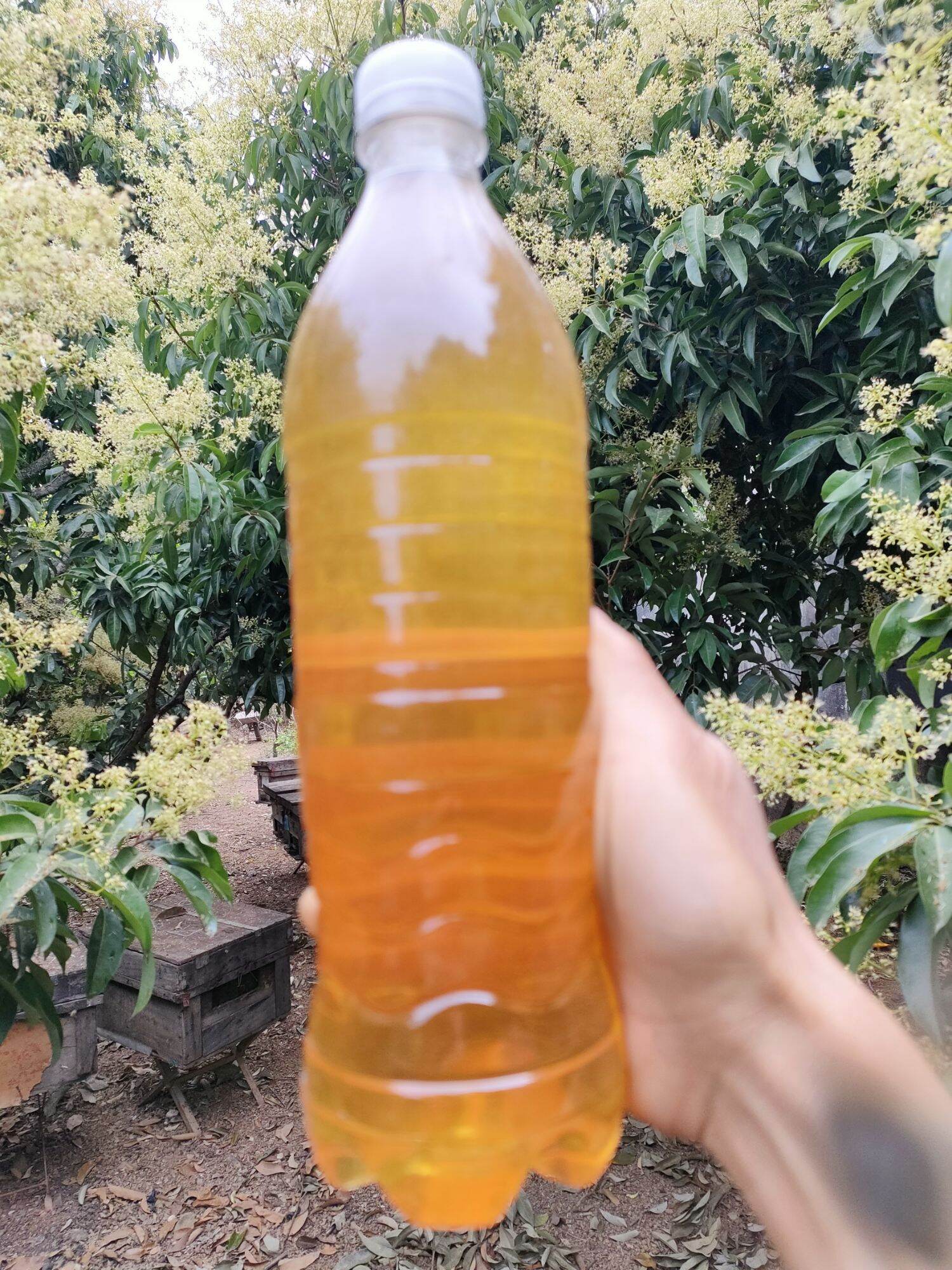 1 LÍT MẬT ONG HOA VẢI NGUYÊN CHẤT TẠI TRẠI GIÁ SỈ