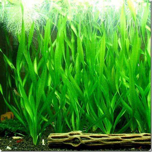 Hẹ xoắn thủy sinh-20k/15ngọn