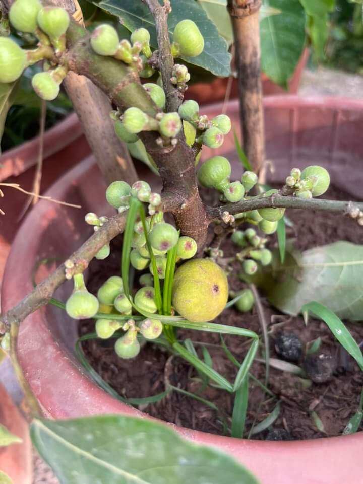 Cây Sung Nếp siêu trái
