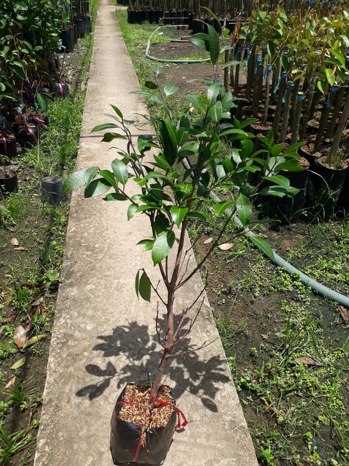 cây giống thanh trà chua ngọt