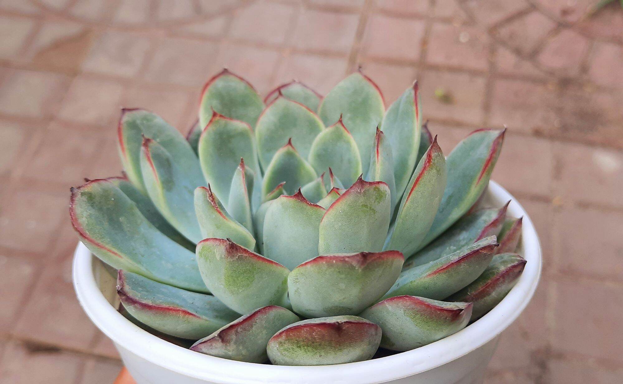 Sen đá VIỀN ĐỎ size trung