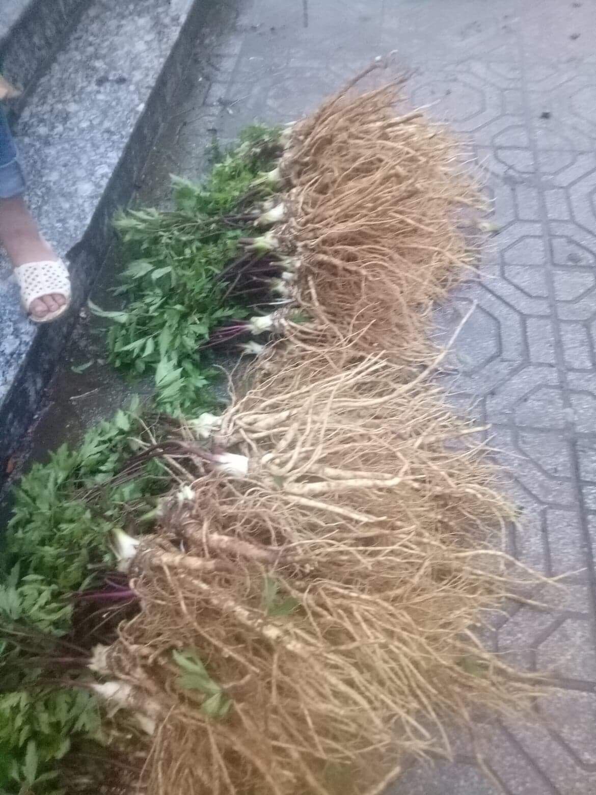 Cây giống sâm đương quy tươi (bán cây:150k/20cây )