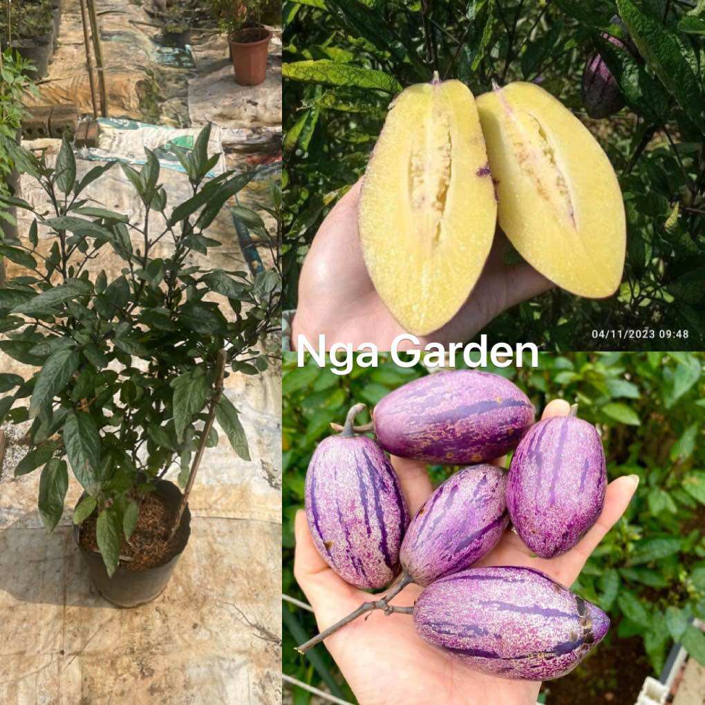 Cây dưa Pepino dưa hấu Nam Mỹ cây cao 60-80 cm