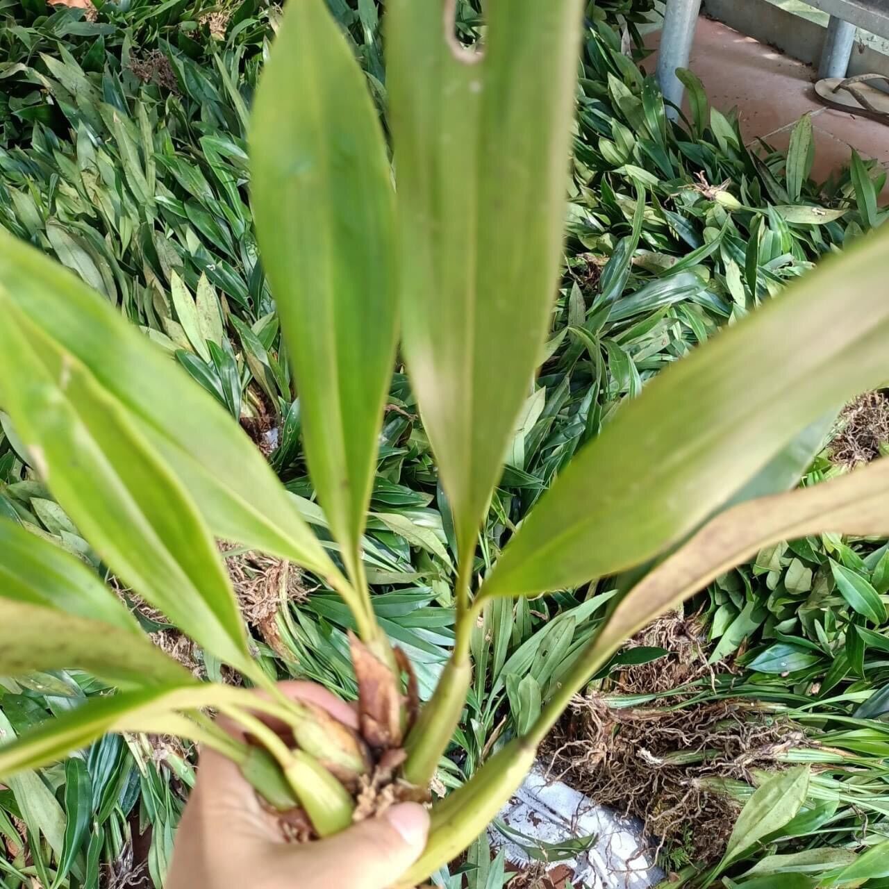 Hoa lan vũ nữ hàm cá mập