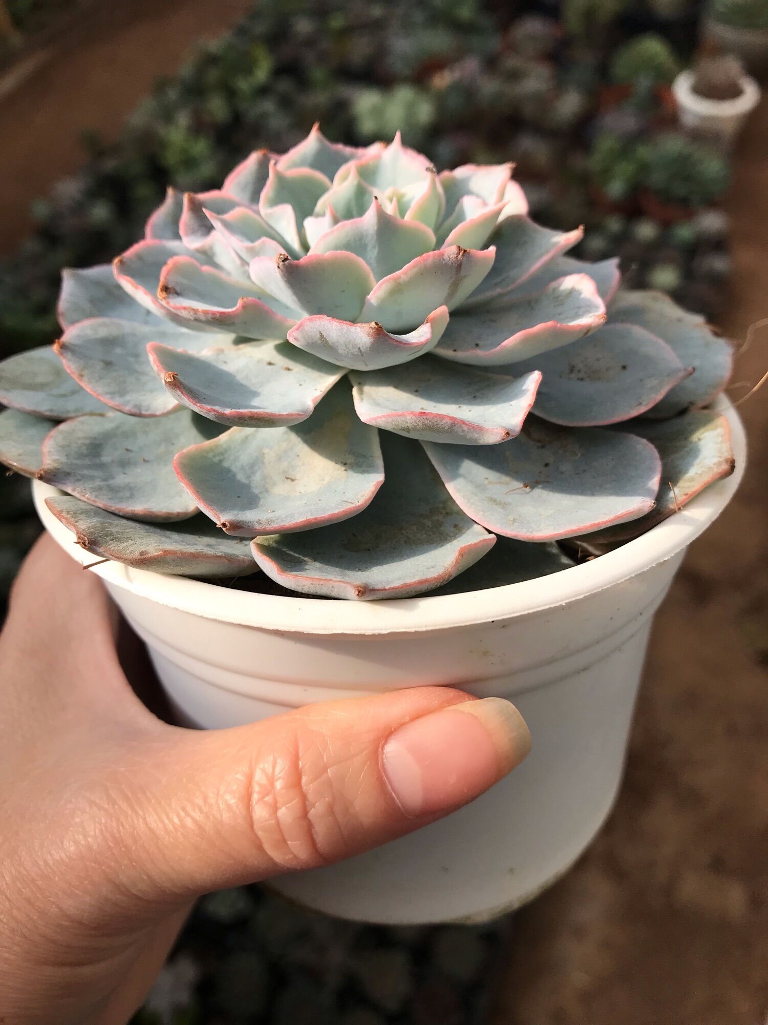 Sen đá hồng phấn cute size chậu trung