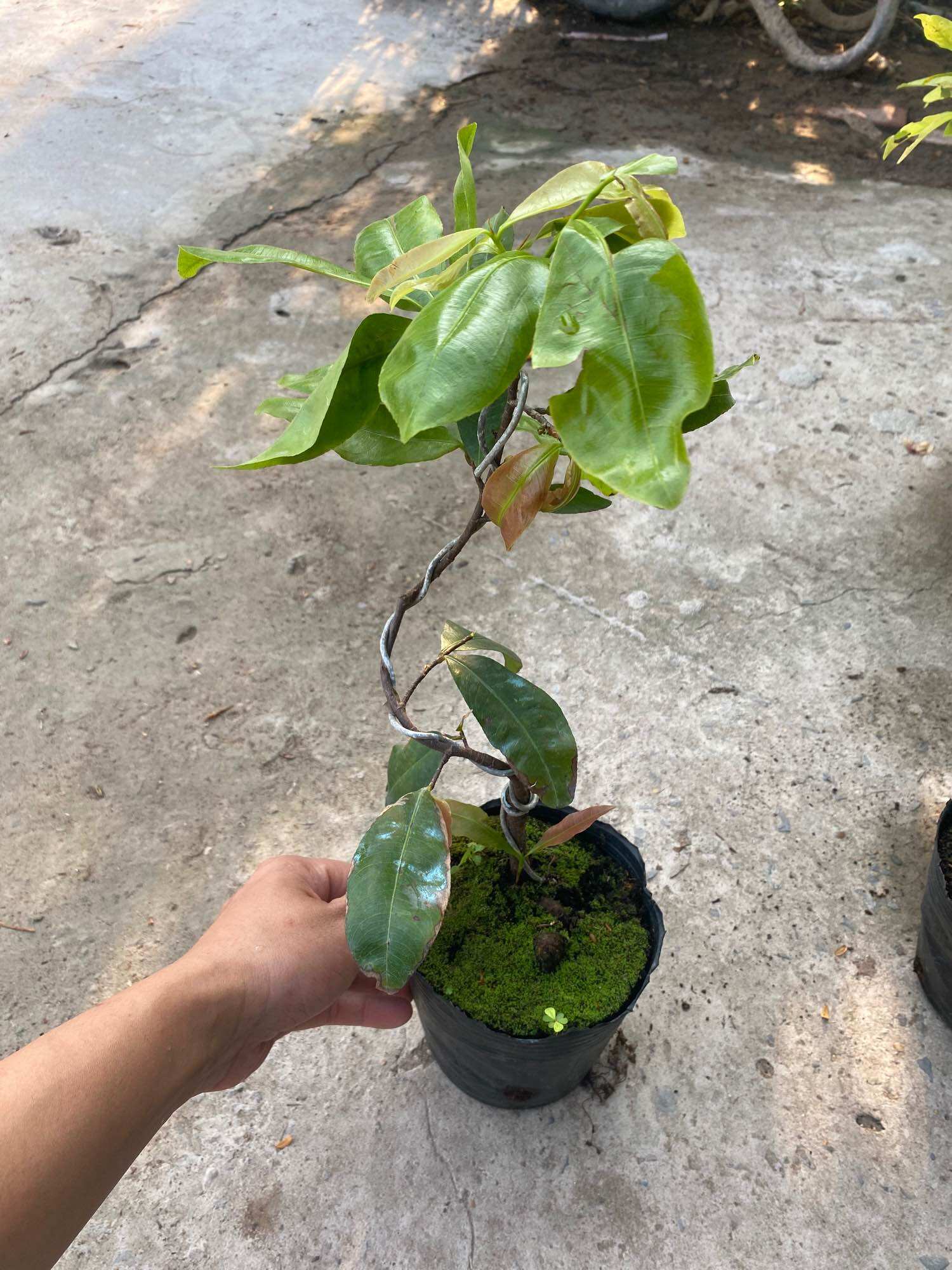 Cây Mai vàng cúc 150 cánh