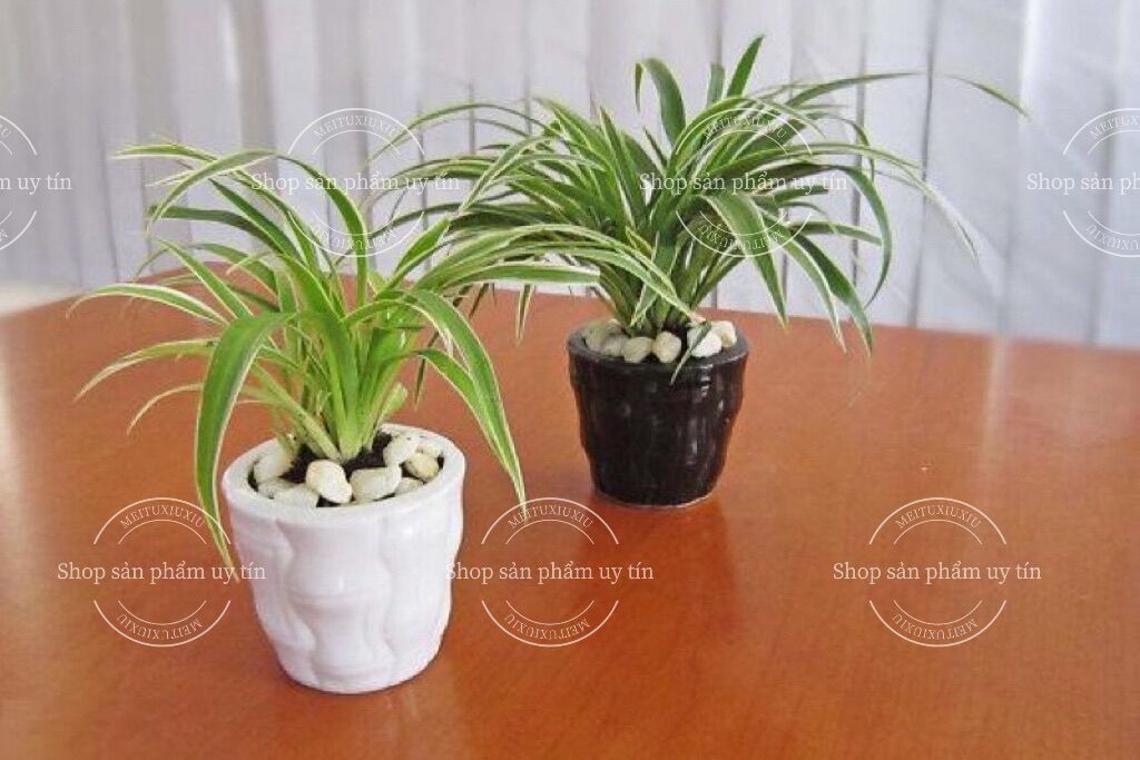 Cỏ lan chi có rễ (4 cây)