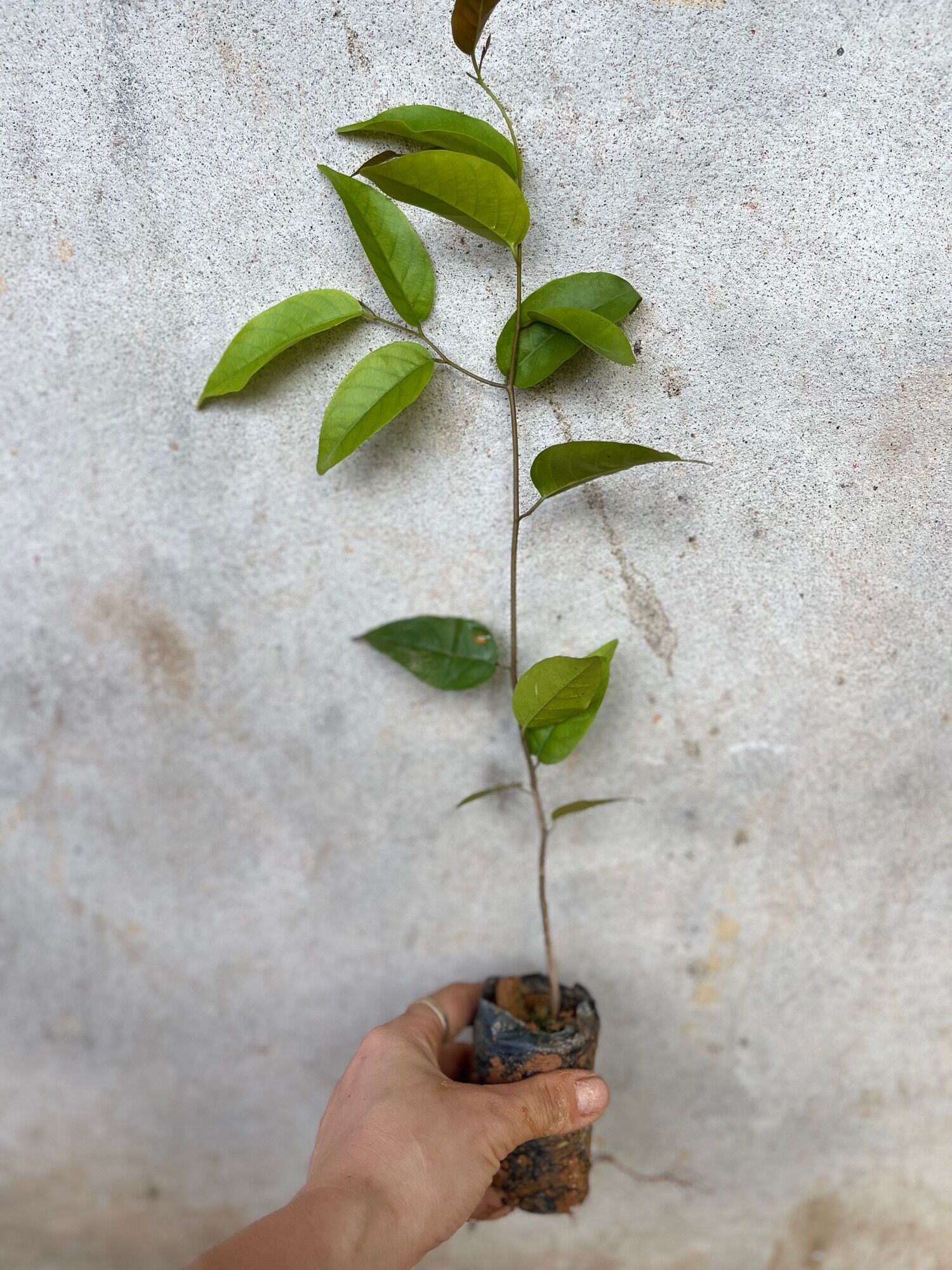 Cây giống Mỹ nhân thân gỗ