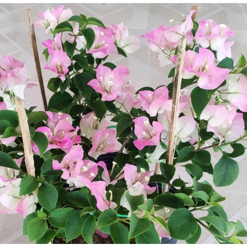 cây hoa giấy phớt hồng