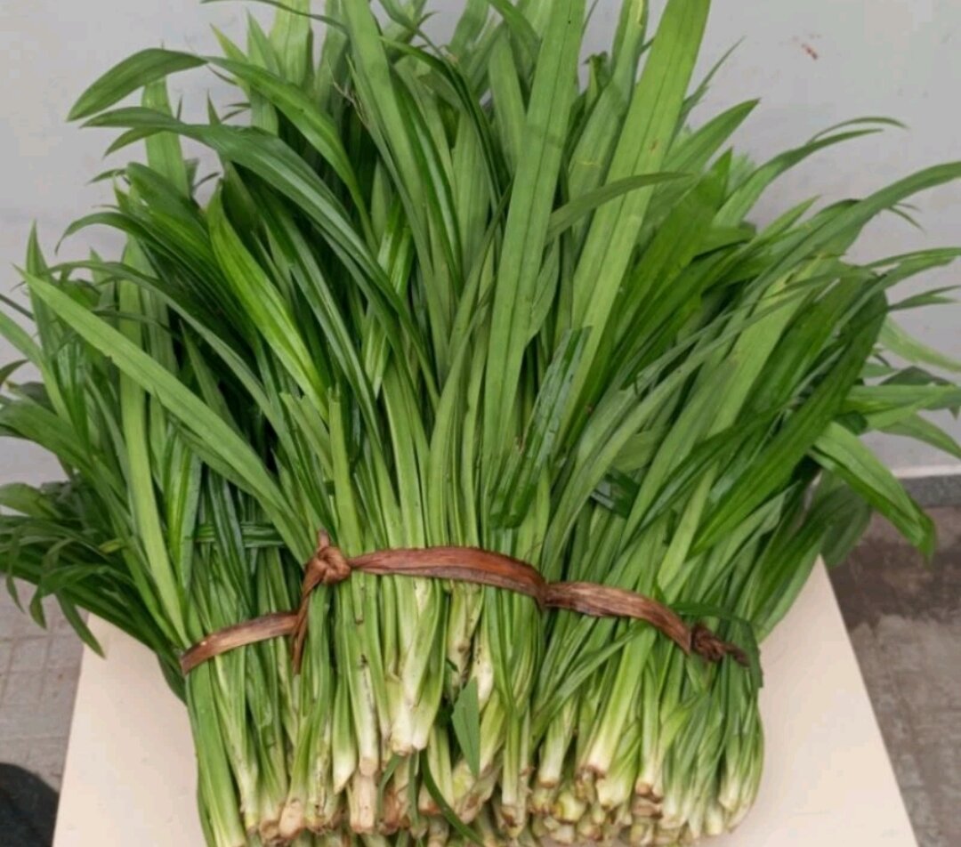 Lá dứa thơm - lá nếp - tươi, sạch, 1kg