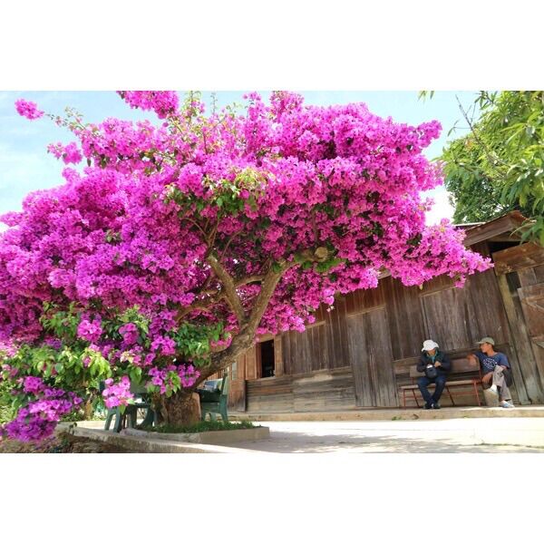 phân bón siêu hoa giấy