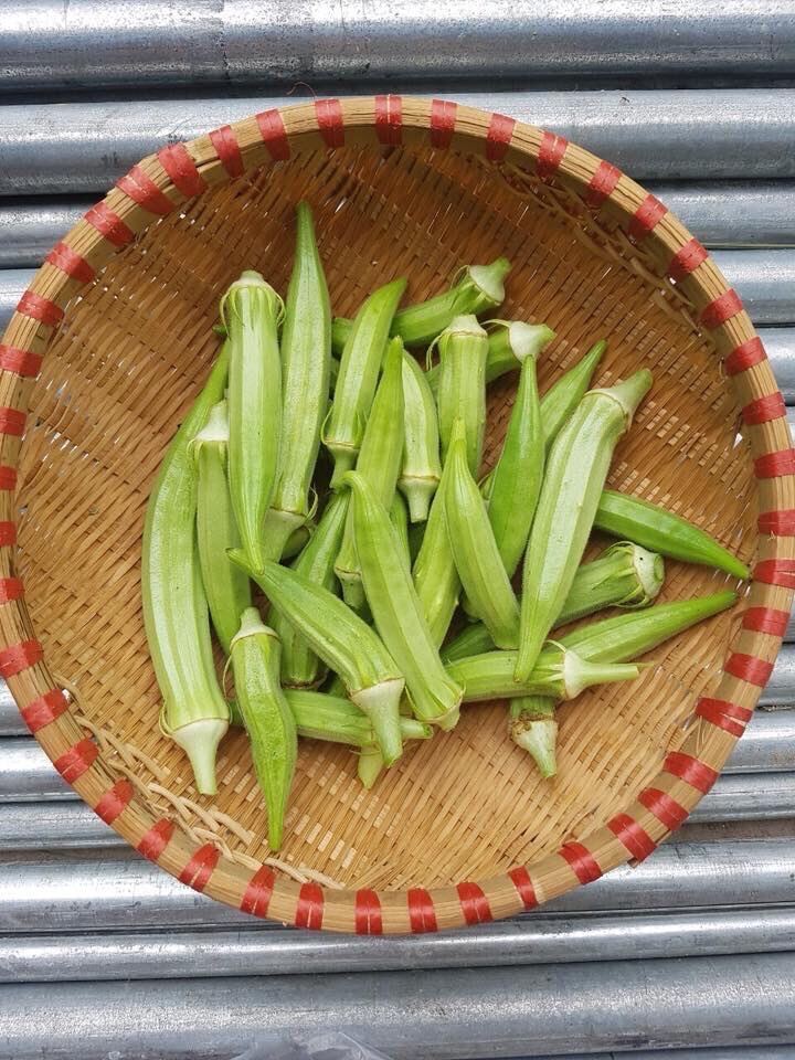 Hạt giống đậu bắp xanh