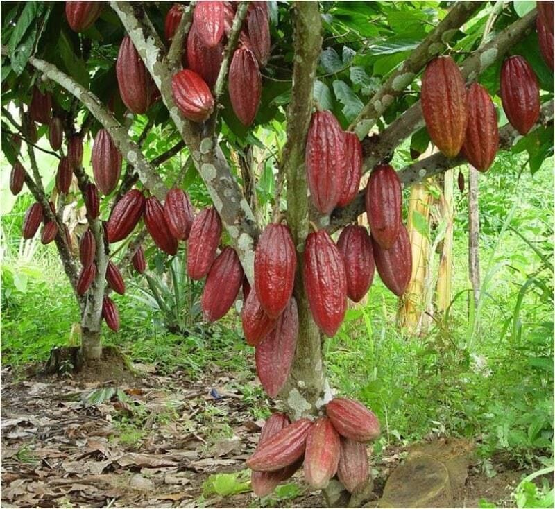Bột Ca cao nguyên chất Đaklak