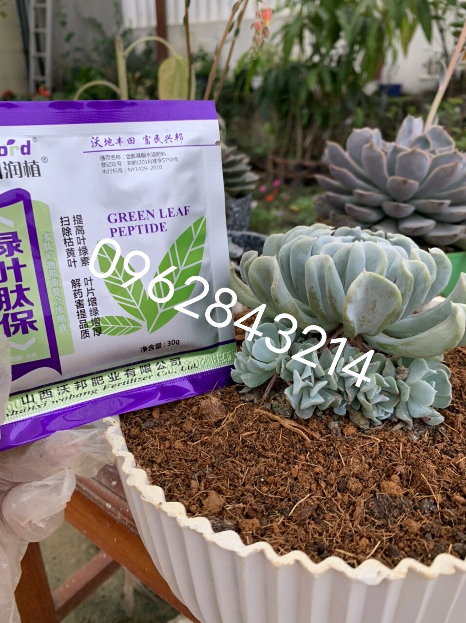 Thuốc siêu kích mầm bật chồi