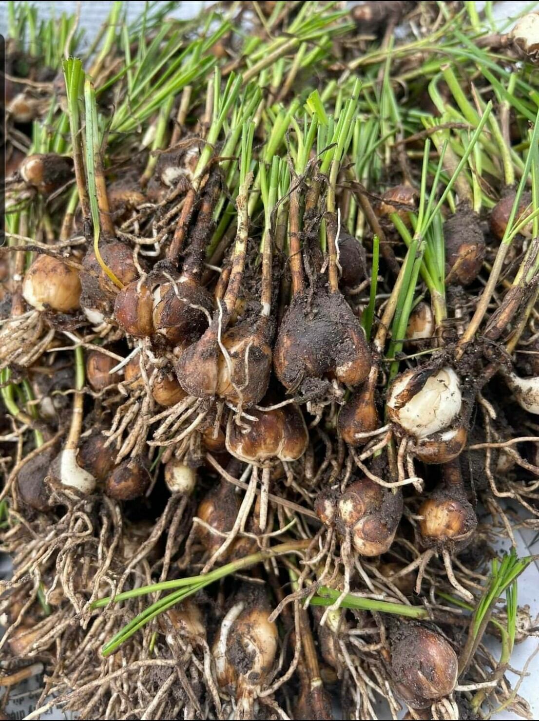 2 củ huệ mưa trắng