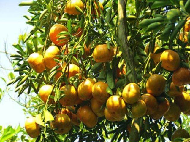 CÂY GIỐNG QUÝT THÁI KHÔNG HẠT