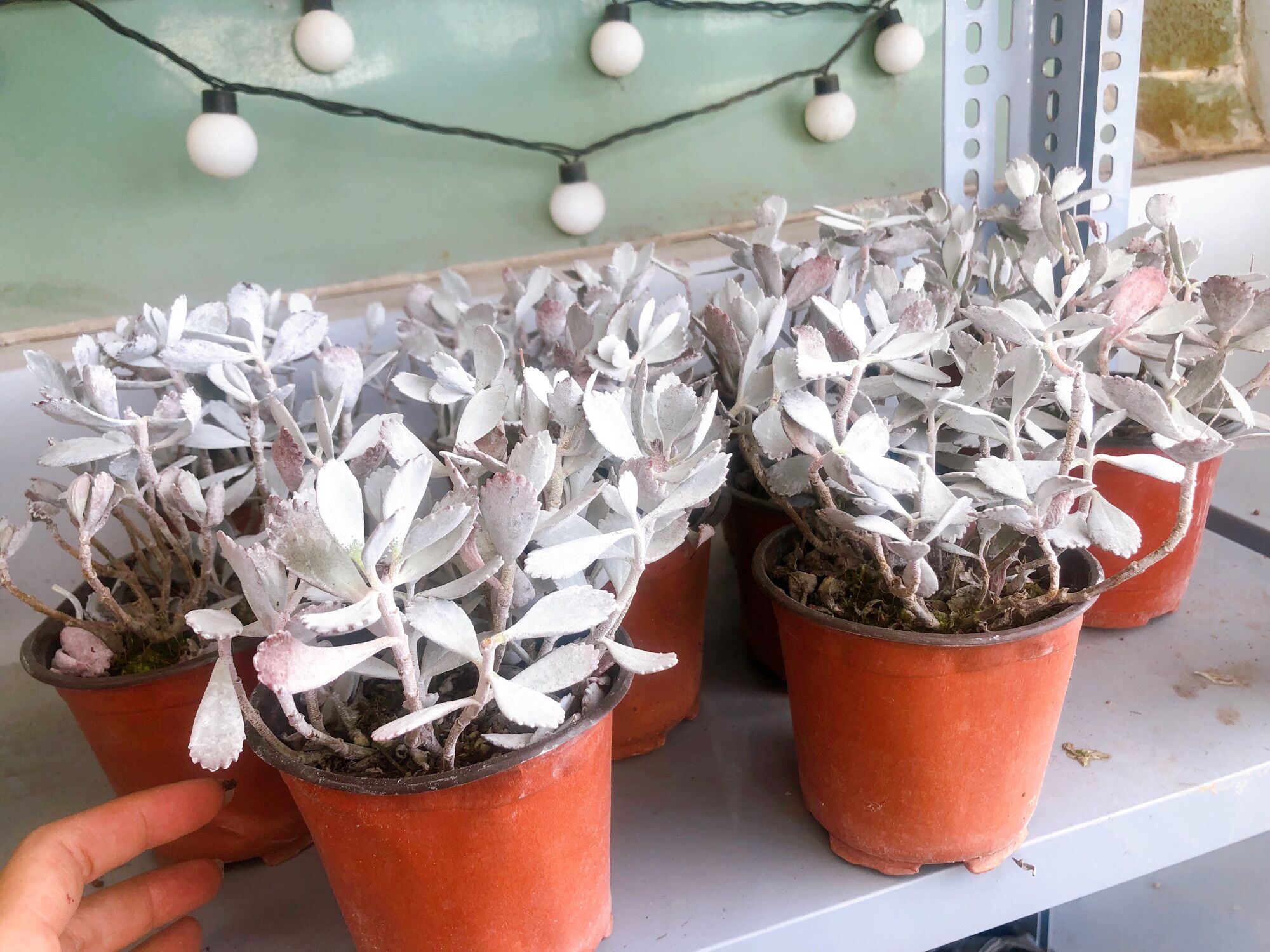 Sen đá kalanchoe pumila