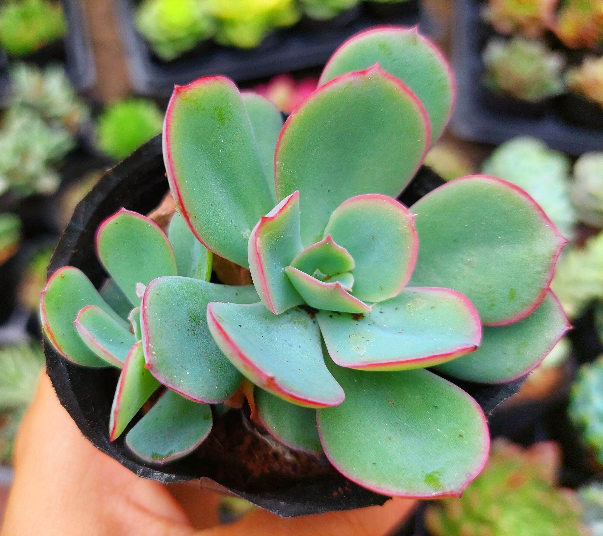Sen đá BÈO size bầu 5-6 cm