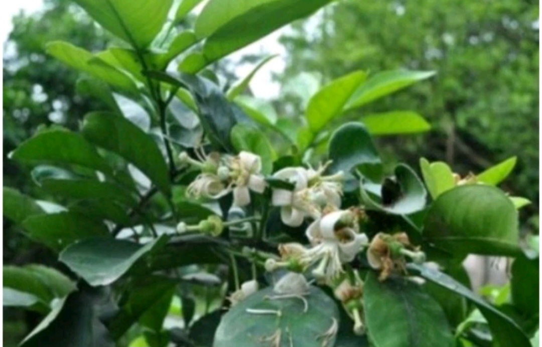 1 Ký lá bưởi khô, thơm, sạch
