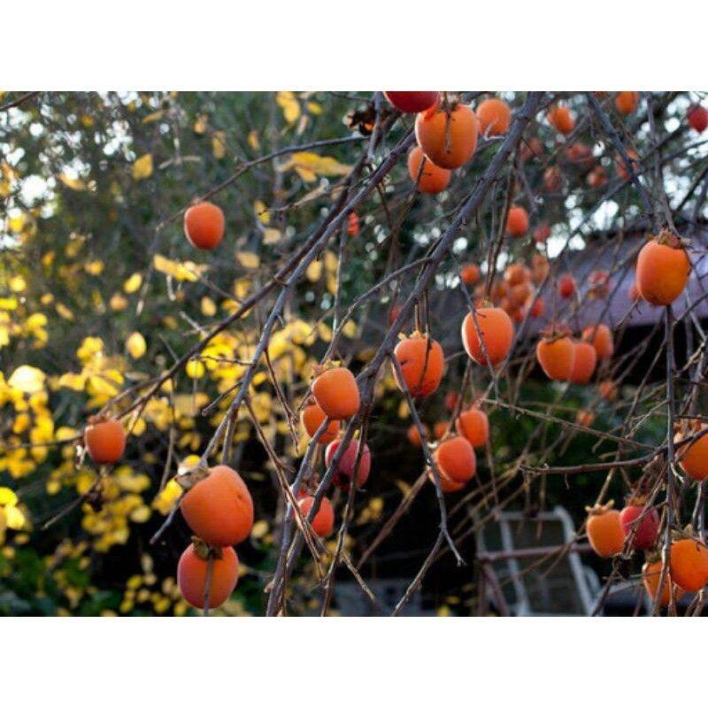 Cây giống Hồng giòn Đà Lạt siêu sớm. [ Bầu đất to, Cây ghép cho quả không hạt ]