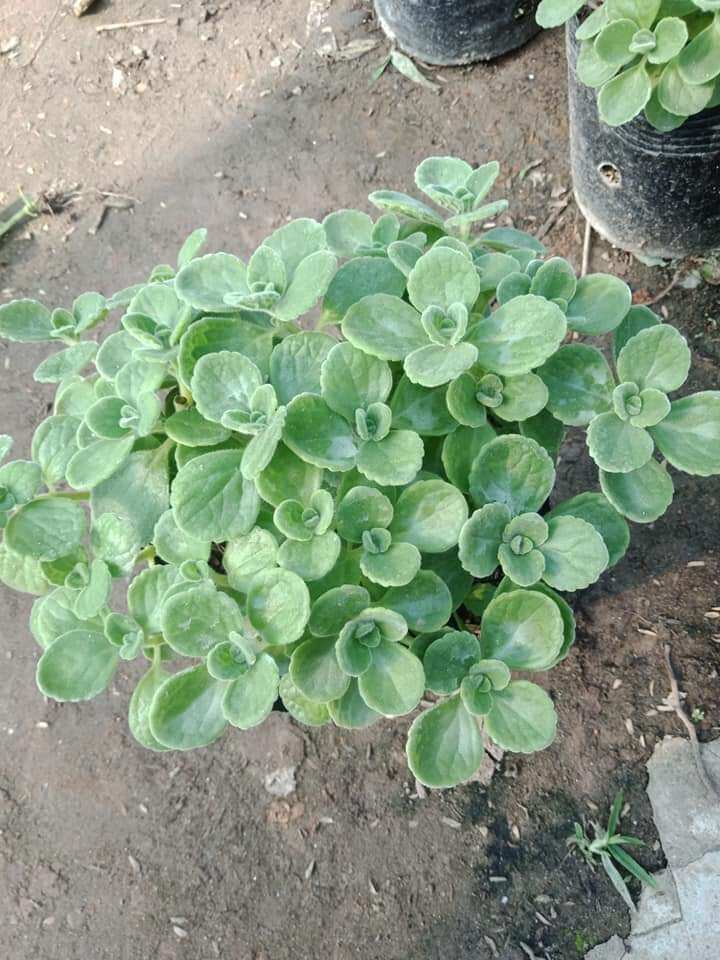 cây nhất mạt hương bầu to