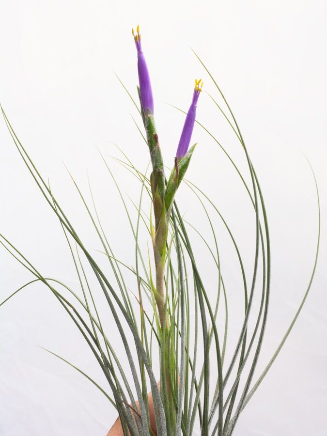 Cây không khí juncea