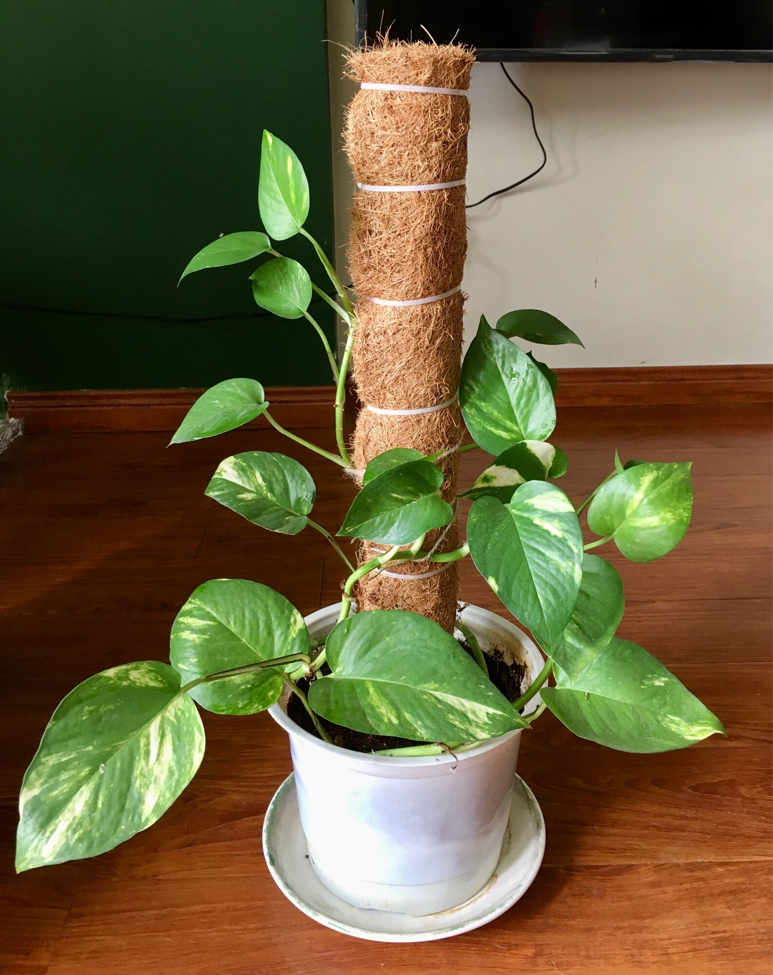 Trụ Xơ Dừa 0,6m trồng cây dây leo monstera trầu bà