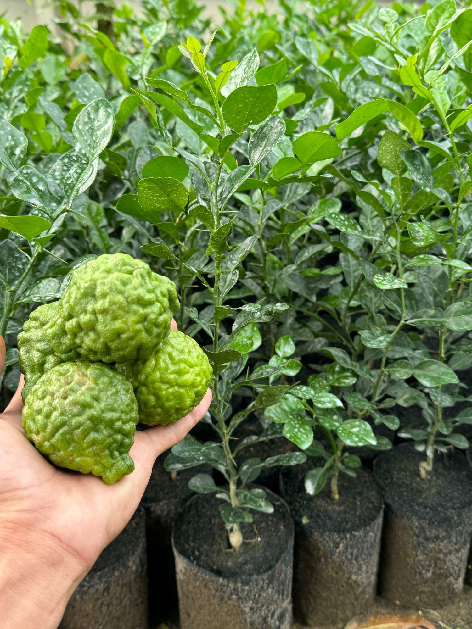 5 CÂY CHÚC HẤP GÀ