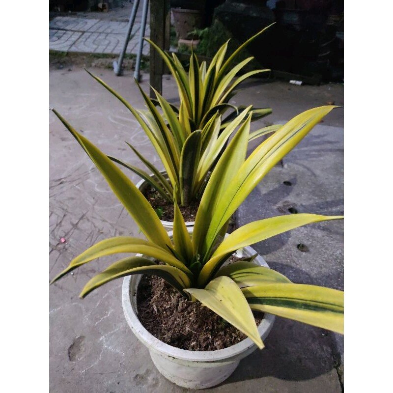 Lưỡi hổ vàng - Sansevieria Golden Flame