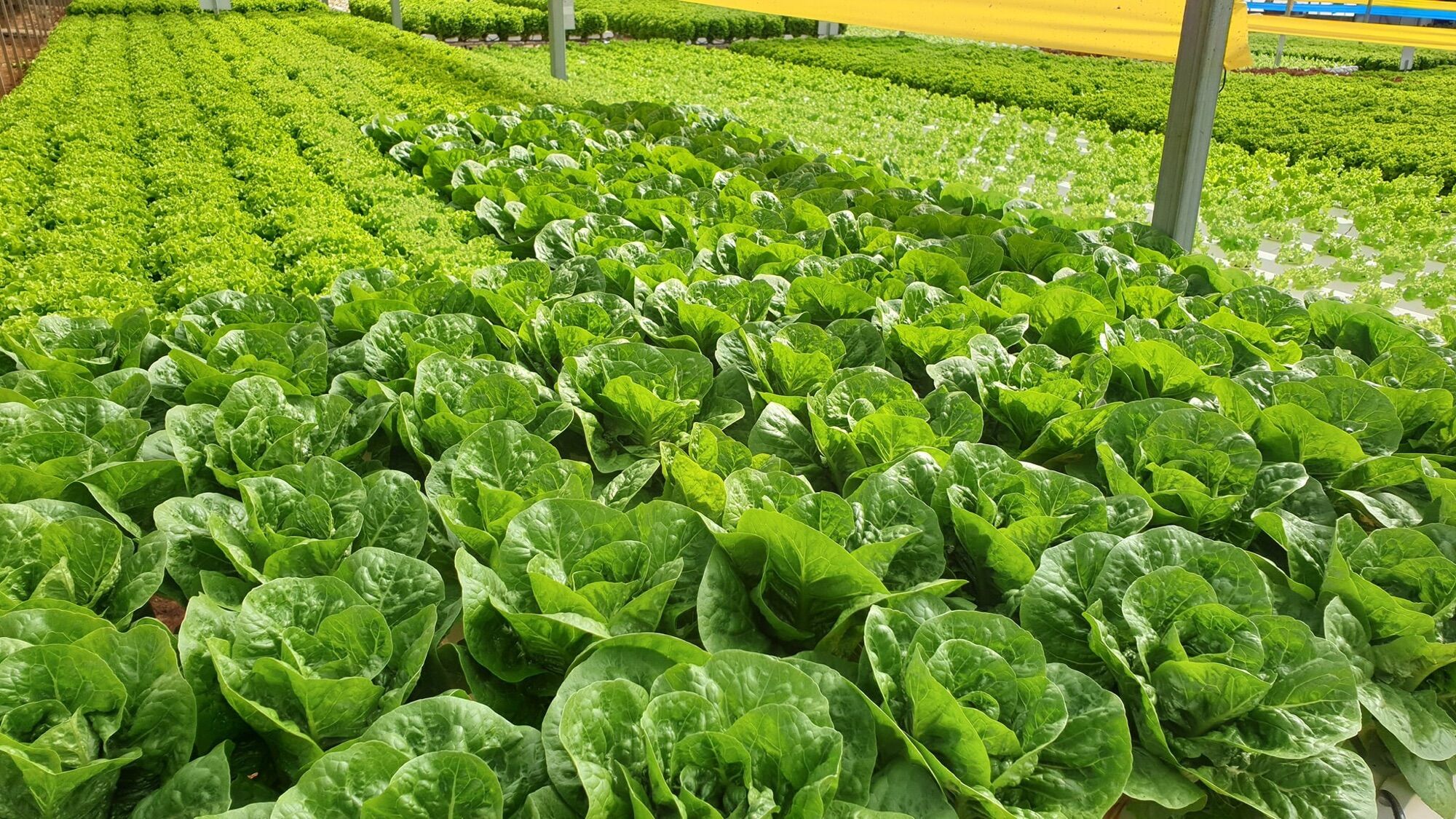 Dinh dưỡng thuỷ canh dạng khô NOVA ISA 20