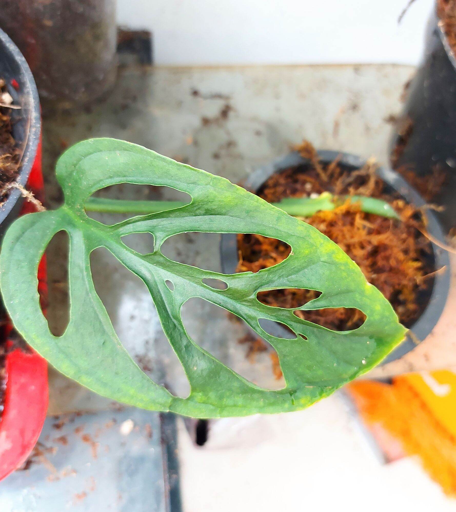 TRẦU BÀ LỖ MONSTERA ADANSONII VAR ADANSONII